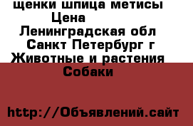 щенки шпица метисы › Цена ­ 4 000 - Ленинградская обл., Санкт-Петербург г. Животные и растения » Собаки   